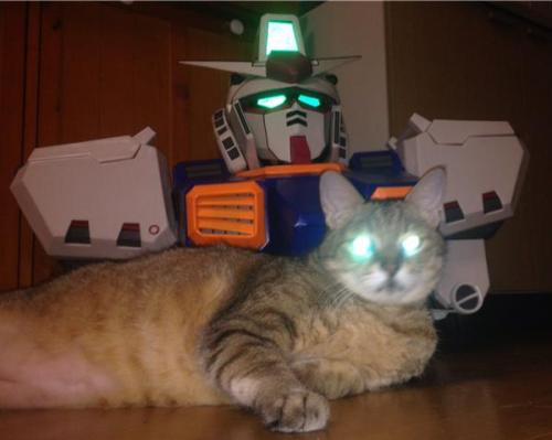 バルキリー‏@PUNIVALねこまで起動したw It was starting to cat