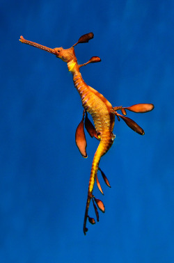 llbwwb:   Seahorse,Phyllopteryx taeniolatus (by Javier_López) 