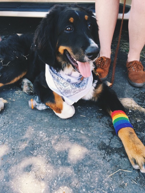 wordsoftenfail: Baby Blue supporting her moms at the pride parade.