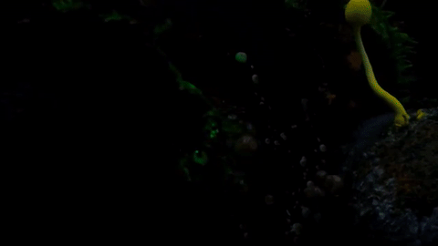 the-future-now:   Watch: The trailer for ‘Planet Earth 2′ is here — and it