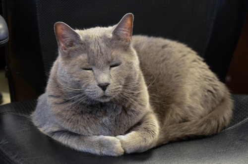 gwncchamber:This is Stimpy, our Chamber Cat!