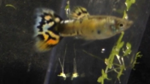 $25.00 per pair $10.00 shipping cost Nebula Steel Guppies