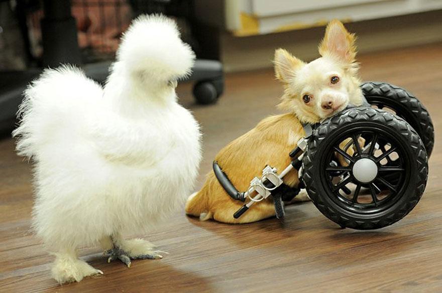 gods-filth:  deersnap:  noppppe:  buttercupbbaby:  tiny-vessels:  catsbeaversandducks: