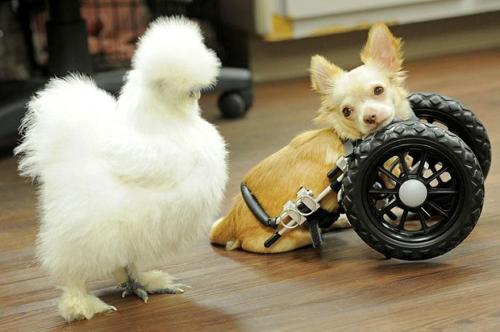 gods-filth:  deersnap:  noppppe:  buttercupbbaby:  tiny-vessels:  catsbeaversandducks:  Fluffy Chicken Saved From Laboratory Becomes Best Friends With Abandoned Two-legged Chihuahua These two adorable and unlikely animal friends, Penny the chicken and
