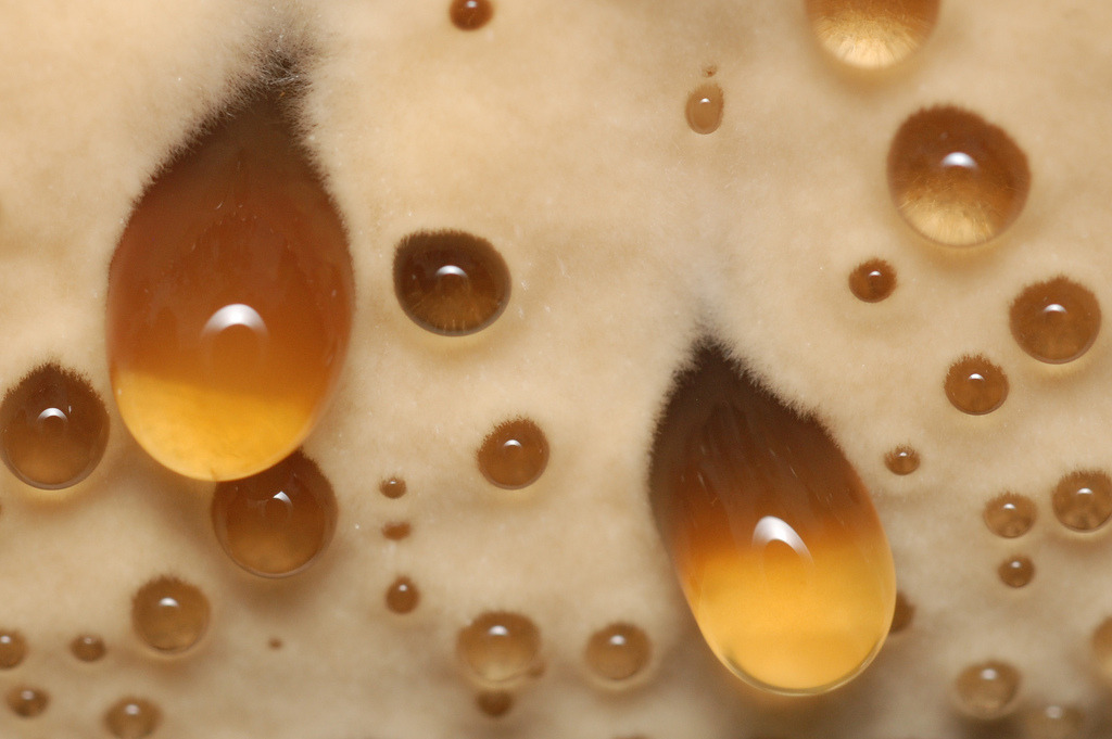 wrotten:Amber exudate, oak bracket