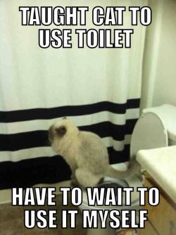 thedailymeme:  Trained My Cat to Use the Toilet, live in 1bed/1ba apt…