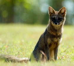 this-is-wild:  Hoary Fox (joannehedger) 