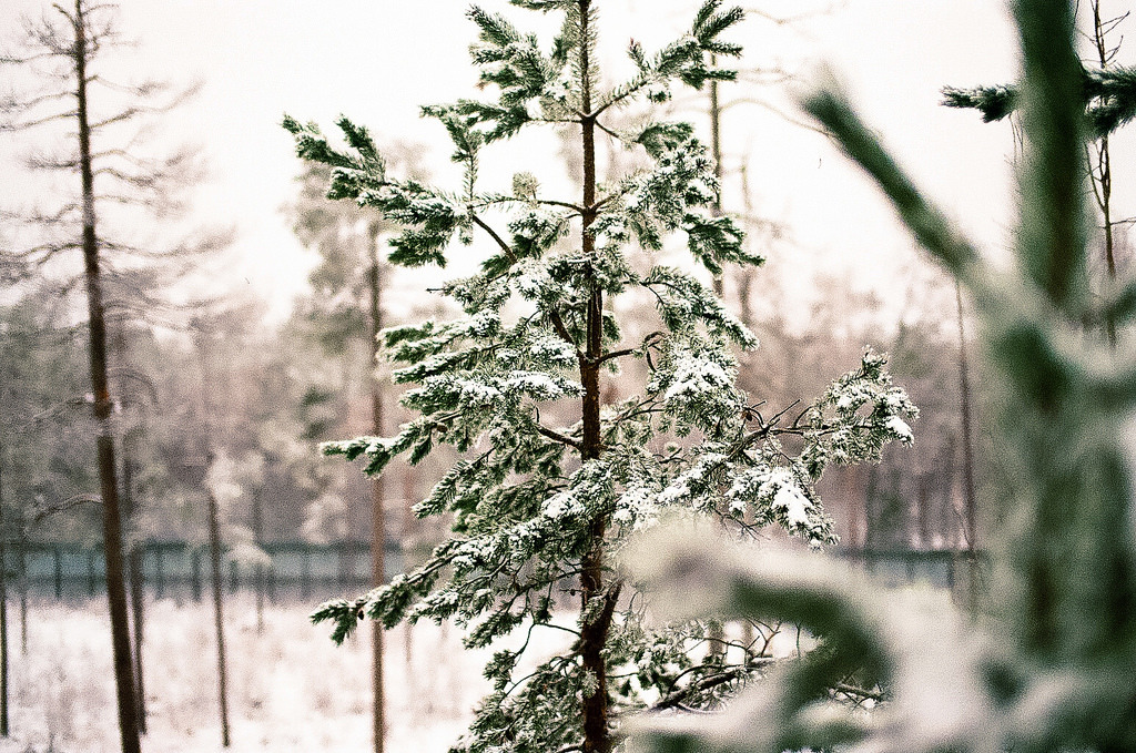 melodyandviolence:  Sami Reindeer Farm, Inari; Finland by   Nicola Abraham