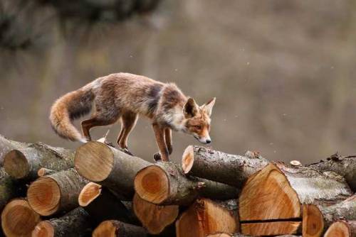 your-eggcellency:everythingfox:This Fox Has Mastered the Art of Balance Photo byPim Leijengorgeous?!