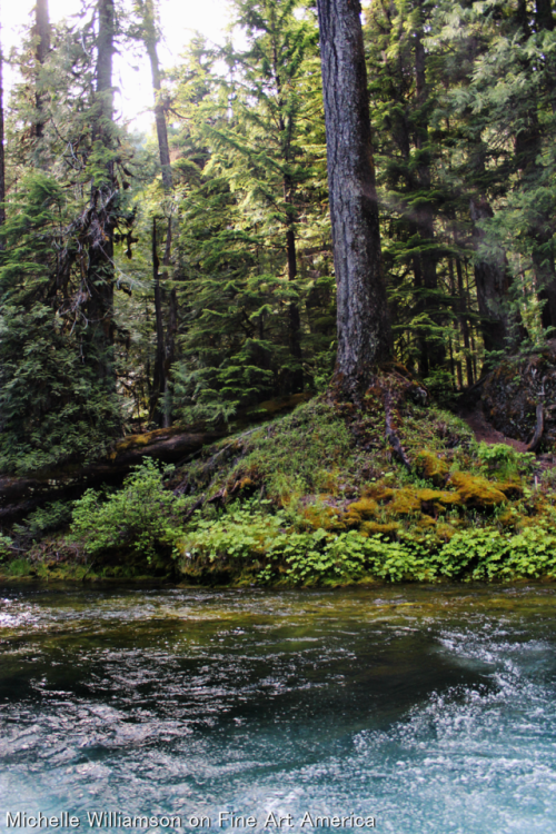bright-witch:Magic ForestPrint Shop