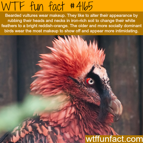 wtf-fun-factss:Bearded Vultures -WTF fun facts
