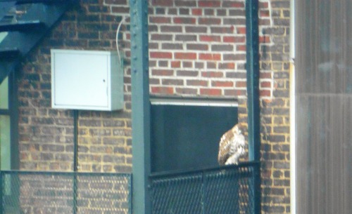 nrdc: Even New York City has some biodiversity!This red-tailed hawk was recently spotted right acros