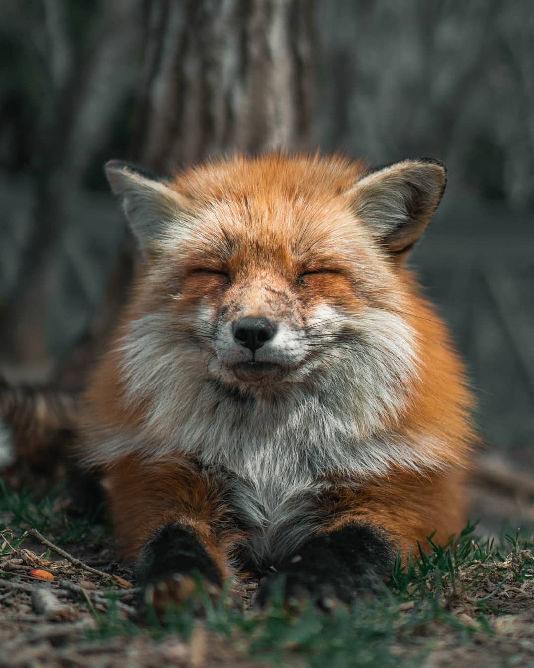 Image result for happy fox