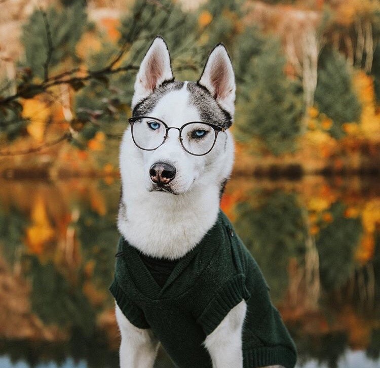 friendly-animals:  (Source)