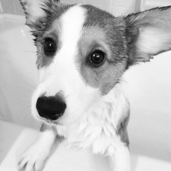 iknowyoullkeepmesafe:  Tucker does not like baths.  #corgi #bathtime #tuckerchronicles 