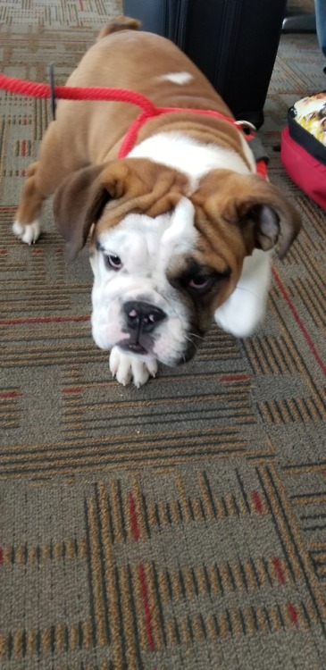 Five-month-old Bruno was flying to meet his cousins in Cincinnati.