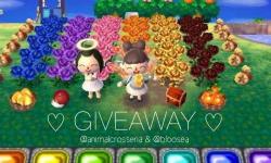animalcrosseria:  ~Mini Giveaway!~   We’re feeling generous and decided to have a mini giveaway!   The prizes are… 1 million bells 5 of all hybrid roses 1 crown 1 hammer 1 rococo set 1 basket each of perfect apples and peaches You must be following