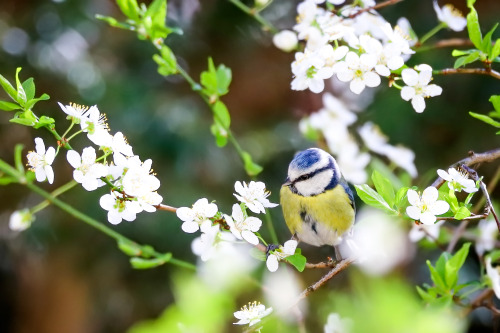 Blaumeise threatening flowers, threatening beauty.Blaumeise (blue tit) in Stuttgart-West.