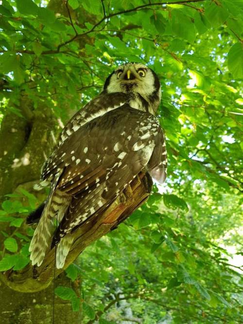 It’s always good fun getting shots of the hawk owl in the woods. She looks so at home.