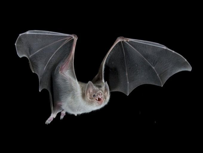sixpenceee:  Vampire bats will die if they can’t find blood for two nights in a