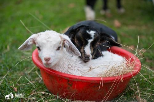 babygoatsandfriends:a bowl of goat friends <3