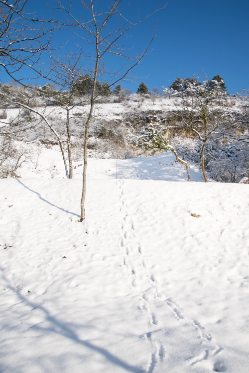 Deer tracks in the morning snow. 