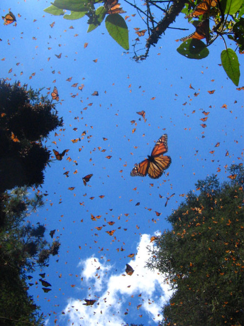 Every autumn millions of monarch butterflies migrate over 2,000 miles from Canada to Mexico in order