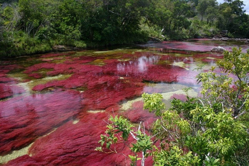  The Rio Caño Cristales - most colorful river (caused by algae and moss seen through