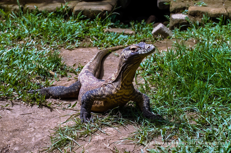 Reptile World