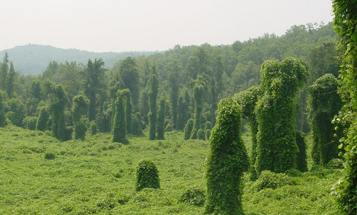 mothernaturenetwork:Invasion of the ‘kudzu monsters’If you’ve ever taken a road trip through Georgia