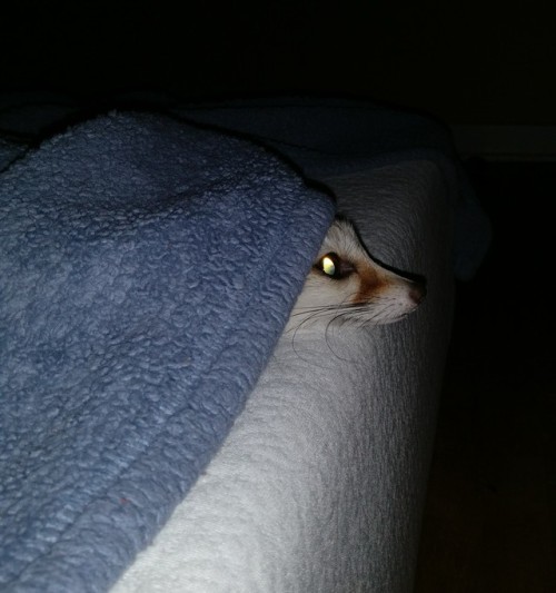 geothefennec: It’s bedtime. Scary and dark out there