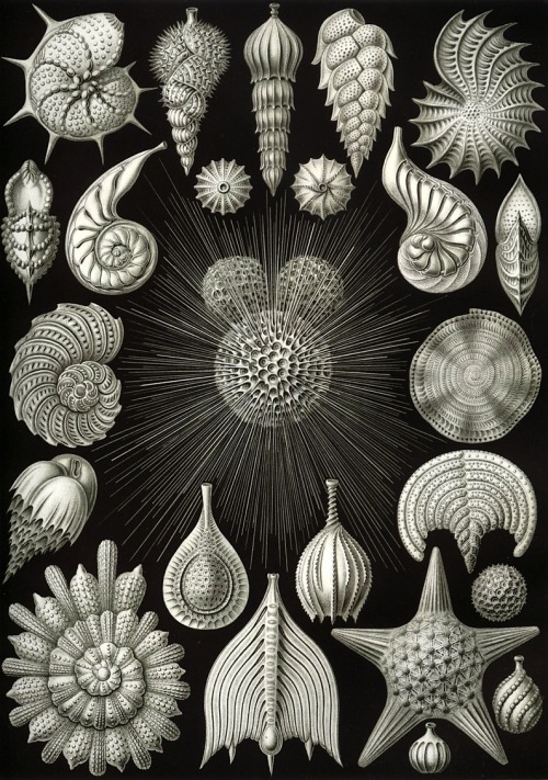 magictransistor:  Ernst Haeckel, Kunstformen der Natur (Art Forms of Nature), 1904.