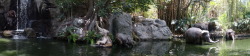 foobar137:  The good thing about being stuck on the Jungle Cruise: how often do you get to do a panorama of the elephant bathing pool? 