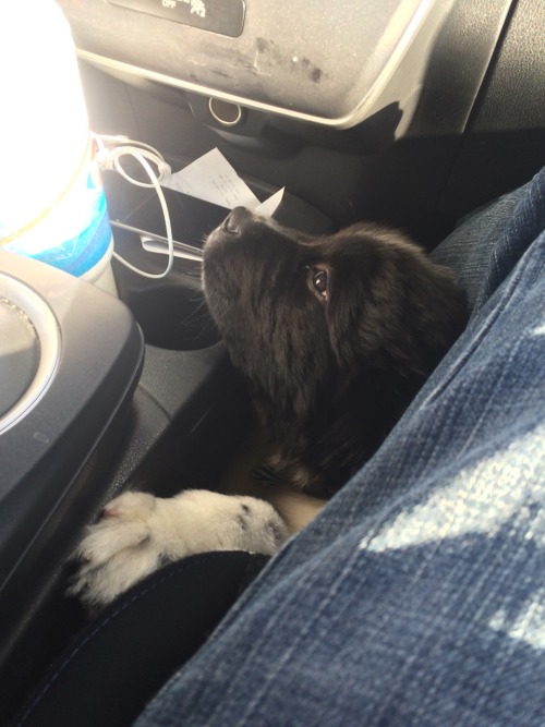 legalwifi:  rorsharts:  Some of my fav car shots of Theo  THIS DOG IS ADORABLE 