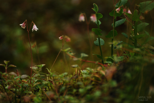 sammalsiipi: Forest maidens June 2016