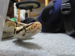 cornysnake:  Hermann was super offended when I cleaned his tub.