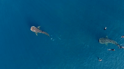 sixpenceee:griseus:Drone capture whale sharks and mantas feeding together off the Coast of Cancun, M