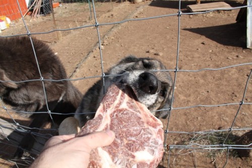 pupcontent:Dispensing some snacks to an assortment of dogs