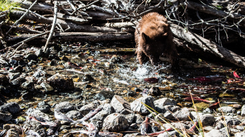 Lake Tahoe Wilderness