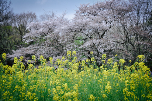 花の移ろい2010年、代々木公園桜が散り際になり、花の盛りは菜の花へ。