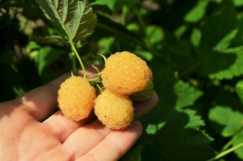 allthingssoulful-garden:Raspberries are starting to ripen. Funny thing is that I still cannot tell i