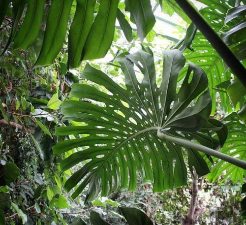 houseplantjournal: ﻿#monstera at Jardin des plantes (#latergram): look at the hole complexity of thi