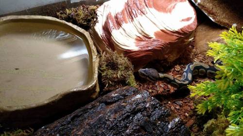 fantasticbeastsandhowtokeepthem: I added Charis’s new hide to her tank yesterday! After I put 