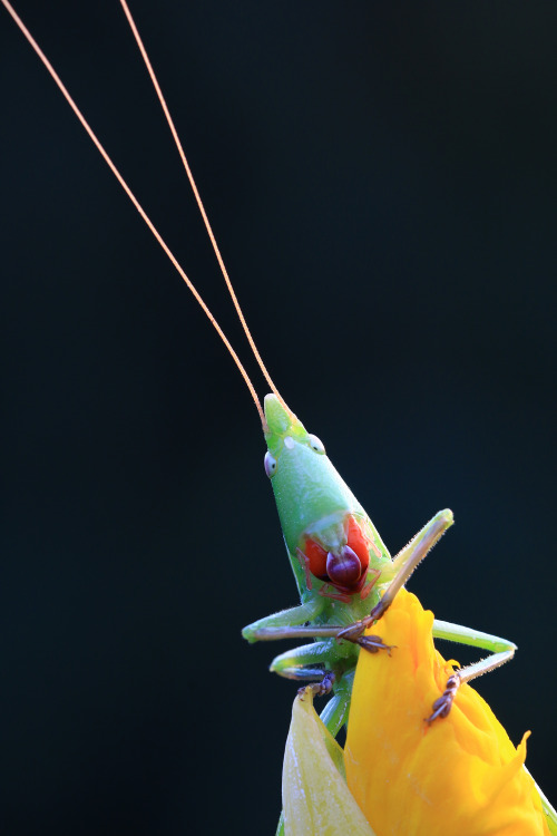 smithsonianmag:Photo of the Day: Surprised KatydidPhoto by Minghui Yuan; Wuhan, Hubei, ChinaSubmit t