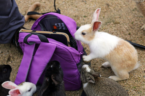 horny-high-love:  horny-high-love:  intoxicatingtouches:  zenaxaria:  lost-and-found-box:  There’s a small island in Japan called Okunoshima with thousands of adorable rabbits! All photos from the (more informative) Telegraph gallery.  are you fucking