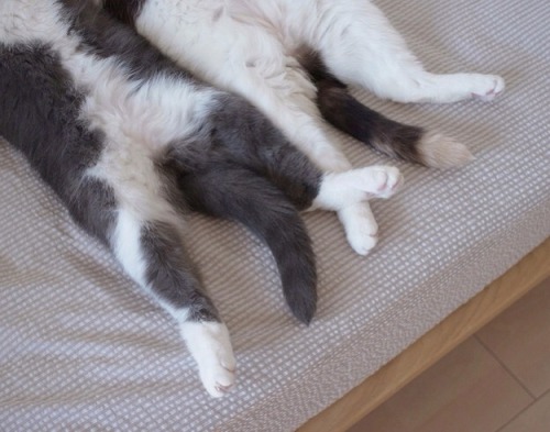 cinnamon-manzana:  This could be us but you playin juicewiggles play boy for cats 