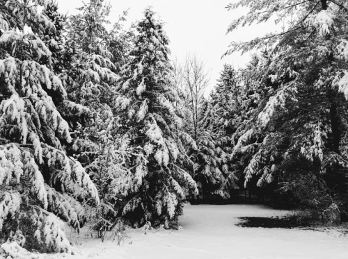 Quiet in the woods&hellip; #springtime #springsnow #exploreontario #hamiltonconservation #valens