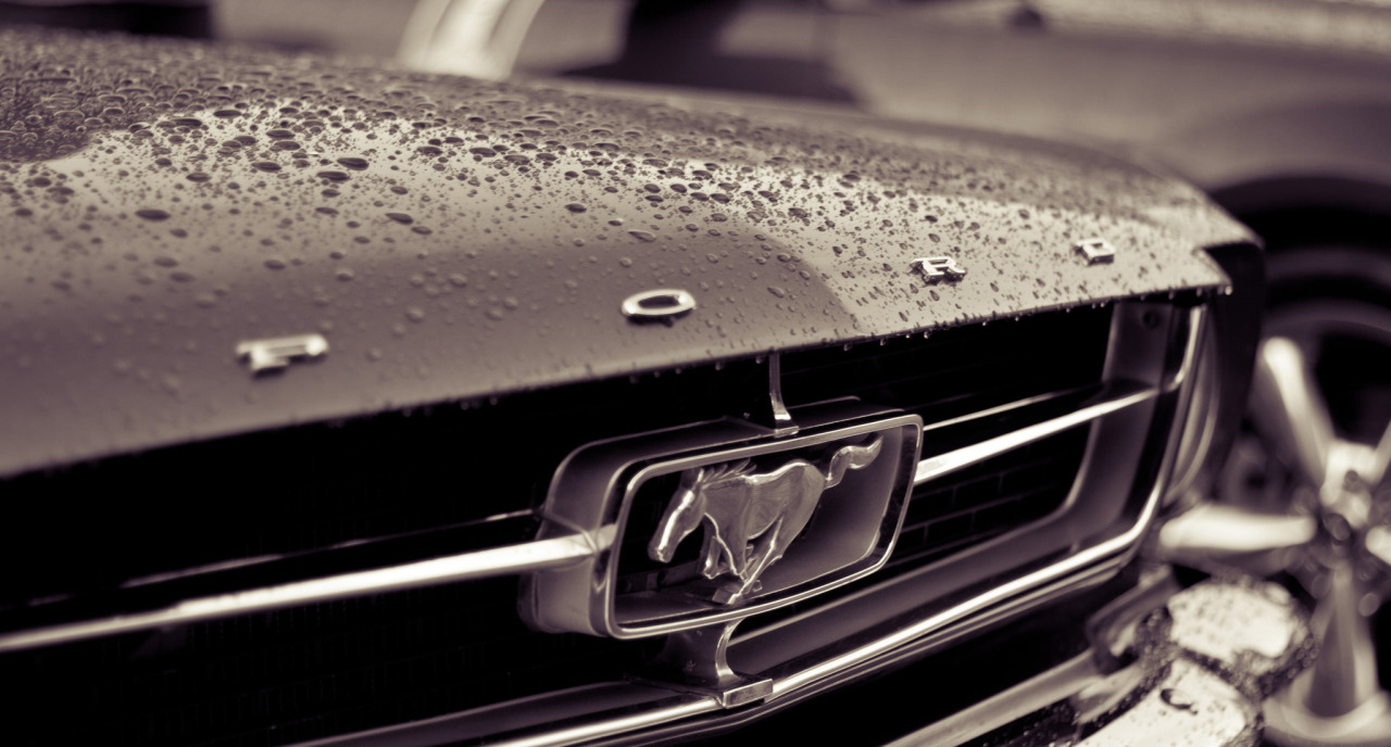 Ford Mustangs