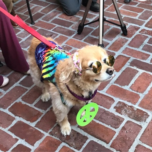 Cody strutting her stuff hippy style @suncafela doggie costume contest. #veganla #vegandog #dogcostu