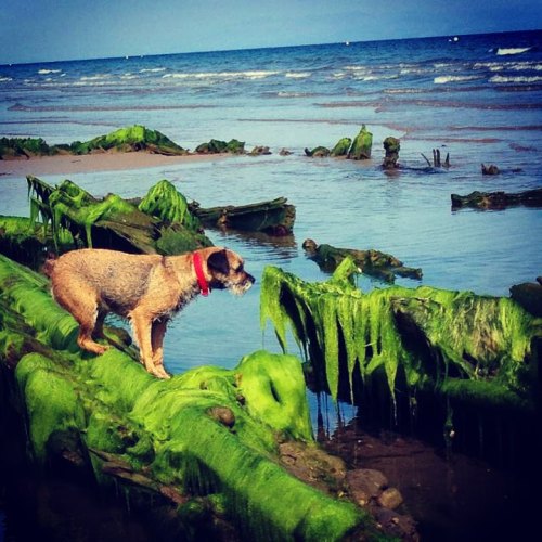 Mila climbing on a shipwreck #mila #coast #sea #amazing #northwales #abersoch #thewarren #beach #shi